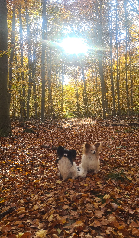 Herbst