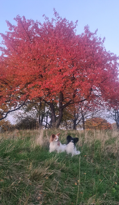 Herbst