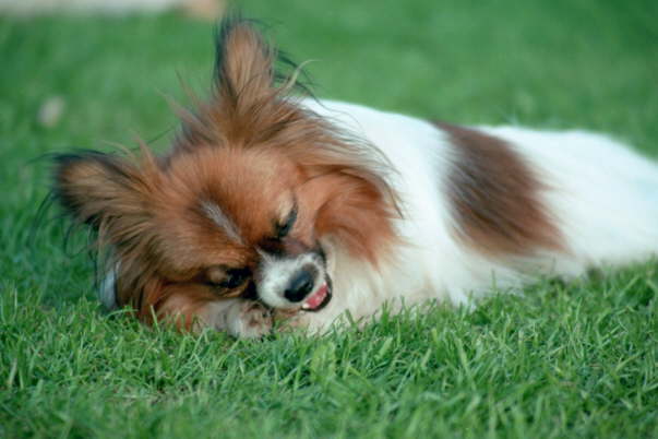 beim Knochenkauen vergesse ich alles andere