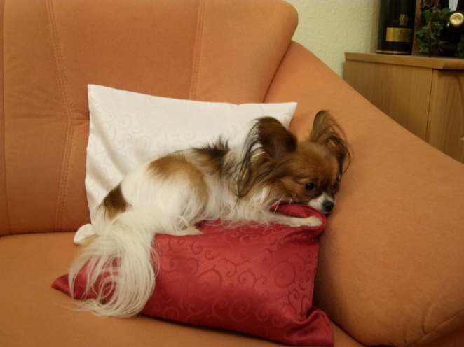 da kann man gut kuscheln