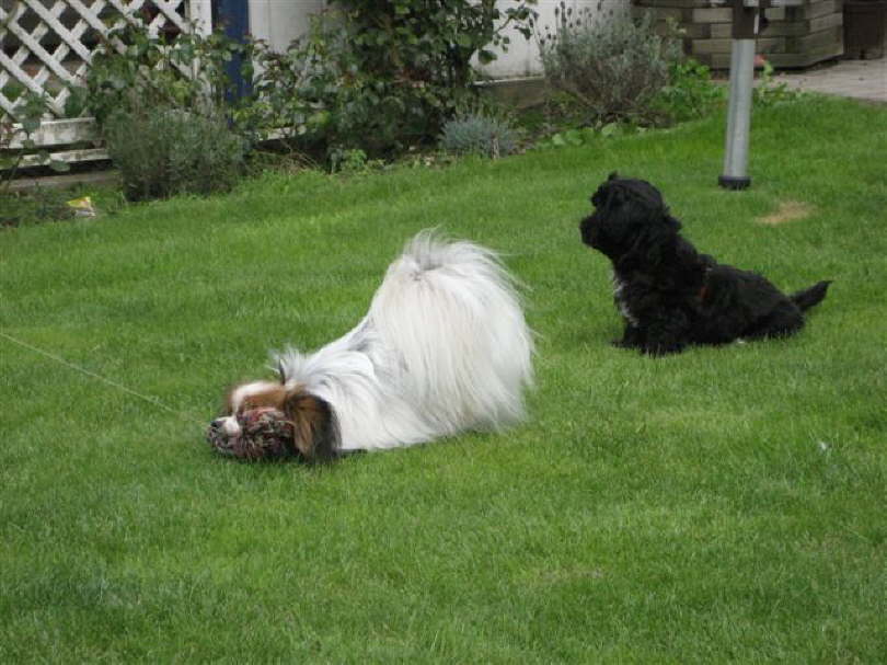 voller K�rpereinsatz