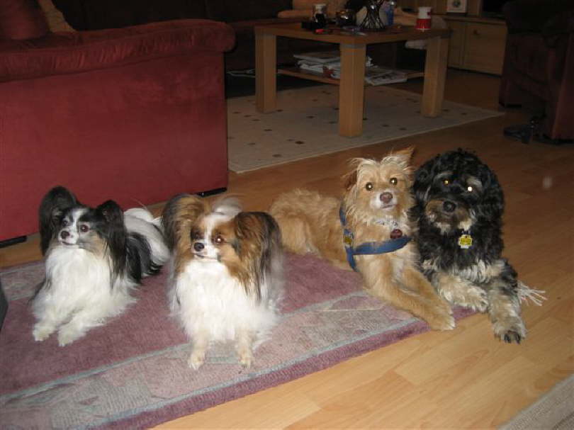 Ob es wohl ein Leckerchen gibt?