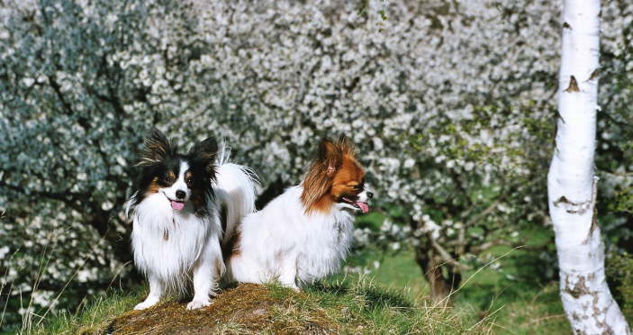 Frhling auf Rieders Kirschwiesen