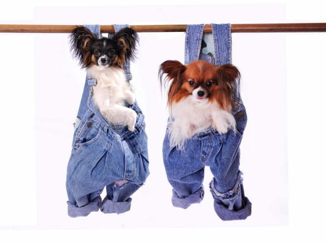 Adelina Avanti und Bella