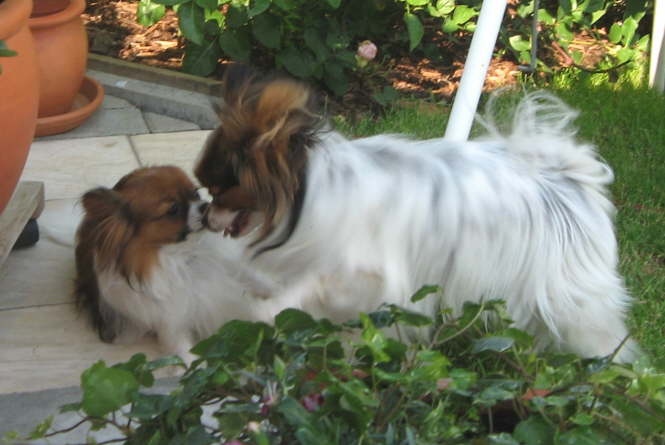 Komm gib K�sschen.