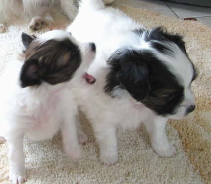 ich bei dir in`s Ohr