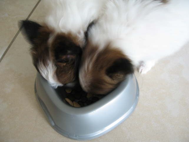 mach schnell, bevor die Mama kommt