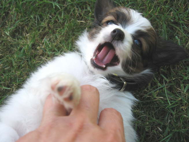 Aaaabmachen, das Halsband.