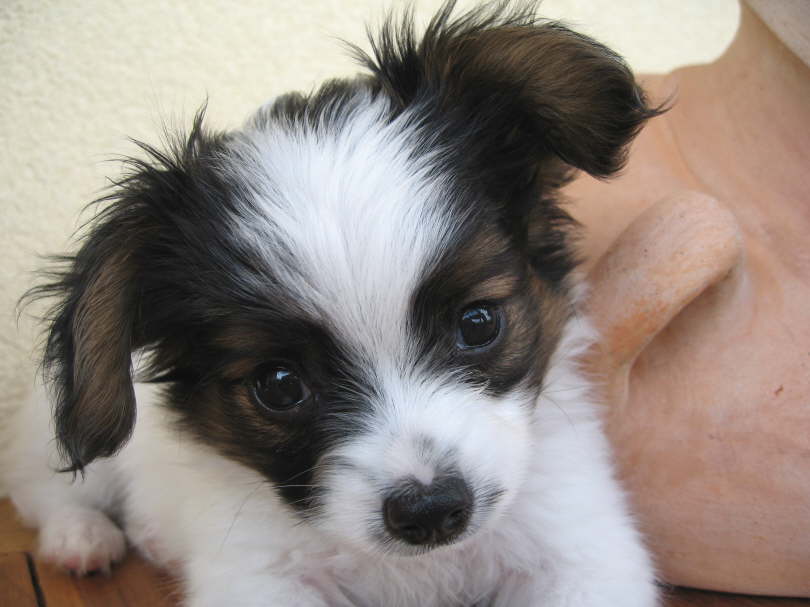 Phalene - was ist das denn?