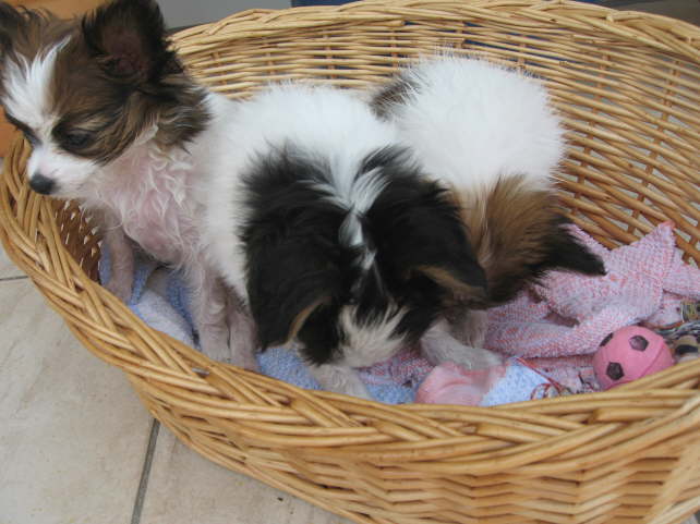 Wir mssen die Pftchen trocknen.