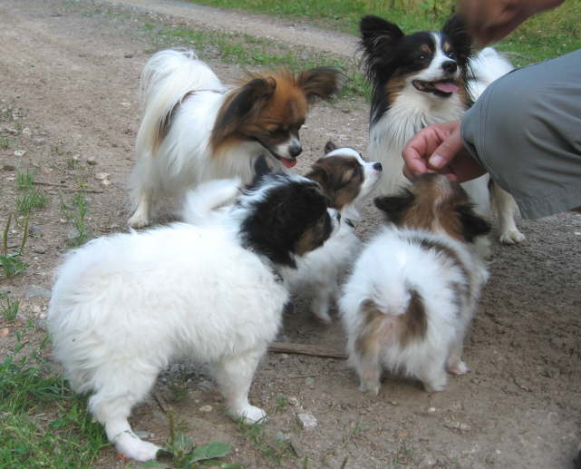 Ein Picknick im Wald.