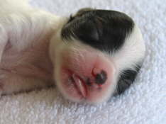 Adelina White Flight