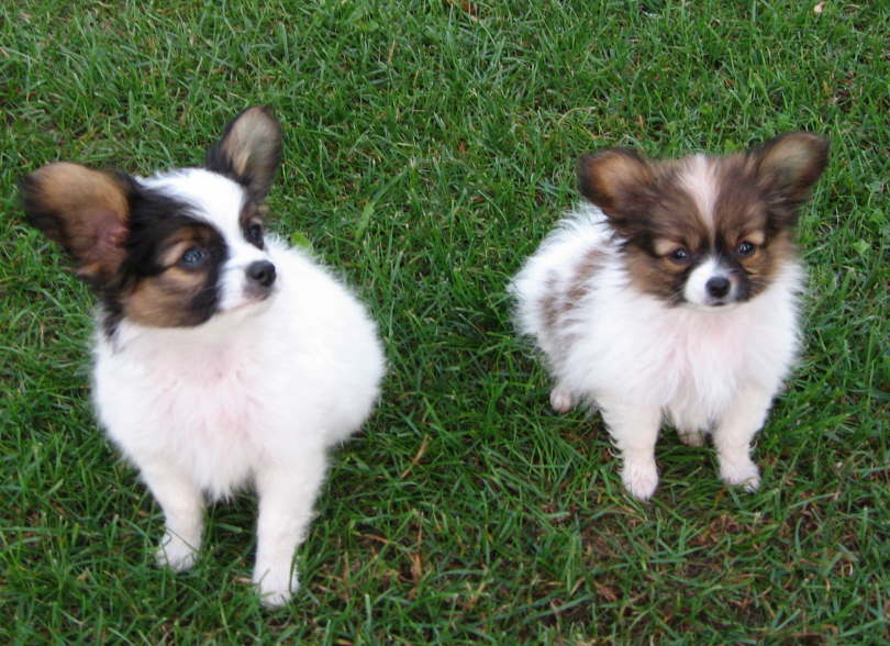 Mein kleinstes Schwesterlein.