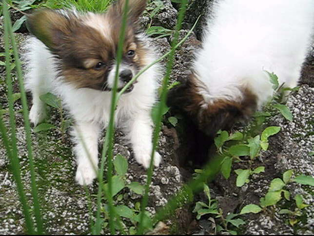 �berall steckt sie die Nase rein.