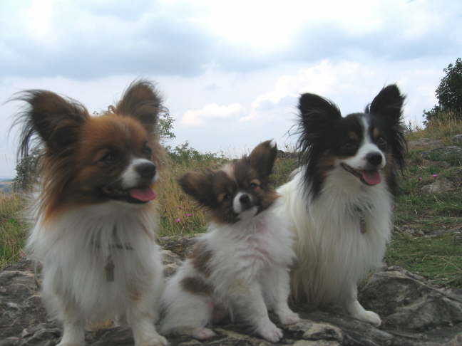 Drei Gl�cksbringer auf einem Ausflug.