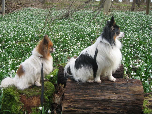 Mrzenbecher an den Gegensteinen