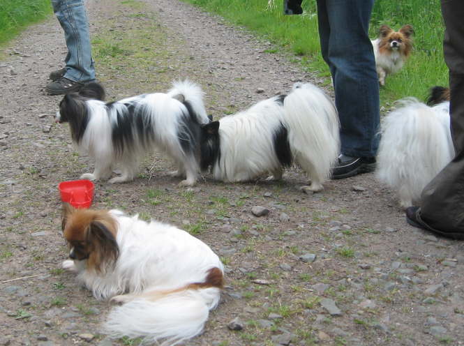 Adi, Colin, Neo und Tilli