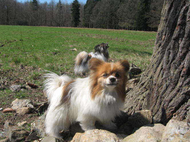 Pelle und Tilli geben nicht auf