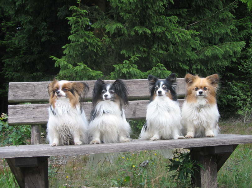 Alex, Colin, Neo und Mama Tilli