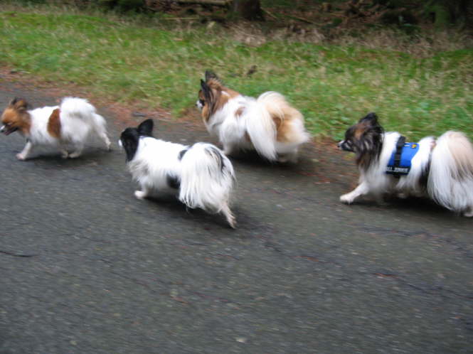 Tilli, Neo, Kr�mel, Pelle