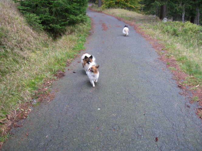 Kr�mel ist verliebt.