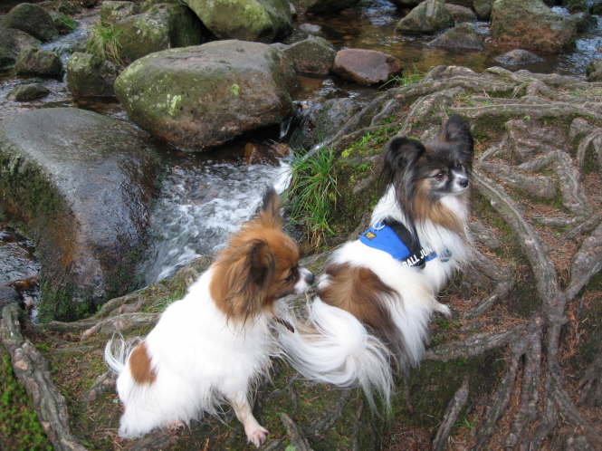 Tilli und Papa Pelle