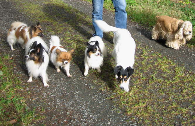 Kr�mel, Wasi, Tilli, Neo, Bonnie, Timmy