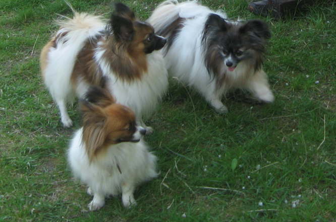 Tilli, Kr�mel, Pelle