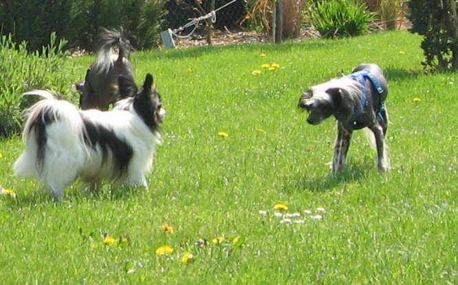 Ich schau dir in die Augen....