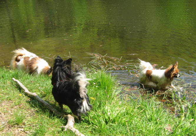 K�mel, Kiro und Tilli