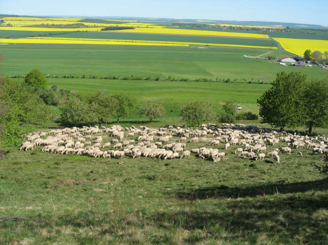 Andere Tiere gab�s auch.