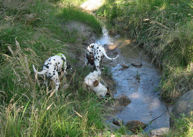 Bei den Gro�en f�hlt sich Tilli wohl.