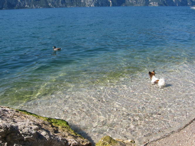 Und die Ente ist irgenwie schneller.