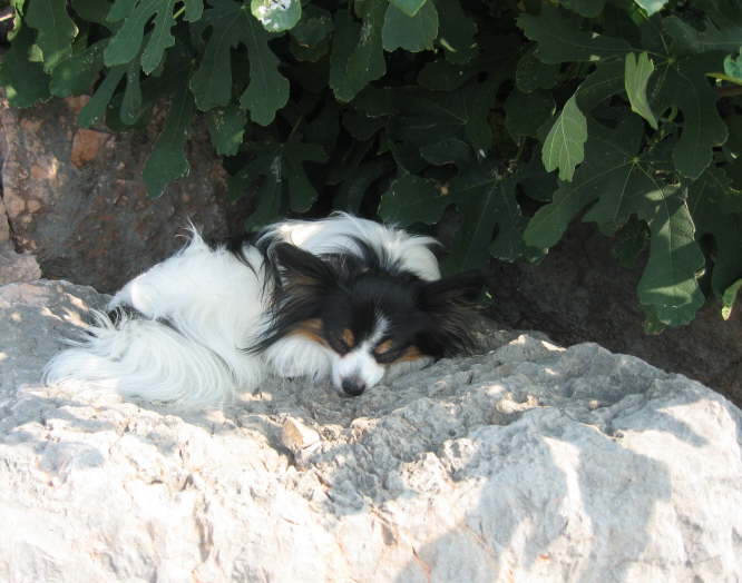 N� - ich mach lieber ein Nickerchen.