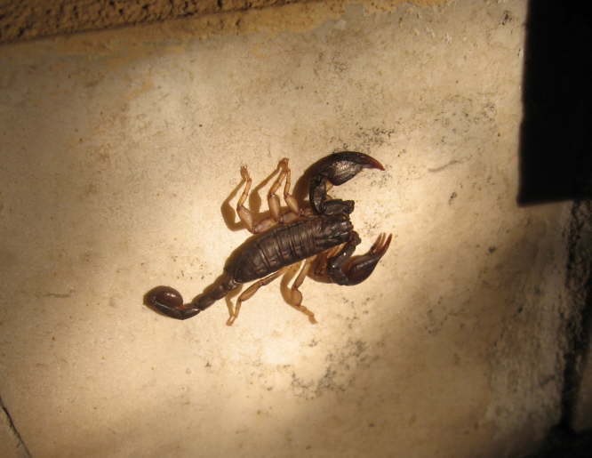 Ui, nein es war ein Skorpion!