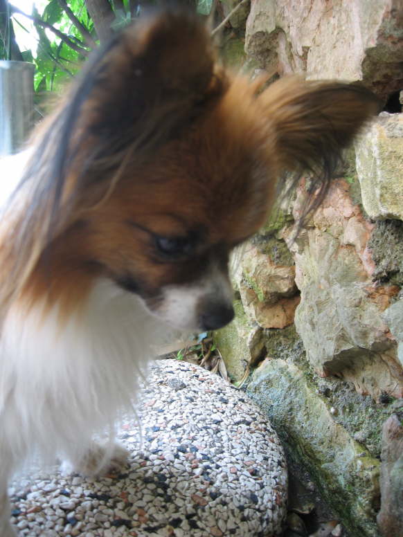 Hat sich eine Eidechse versteckt? 