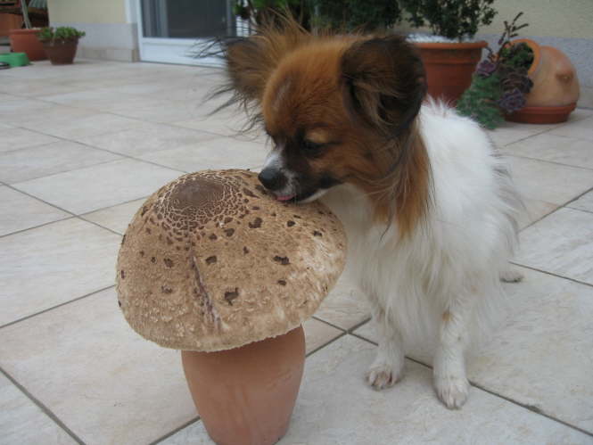 der duftet aber lecker