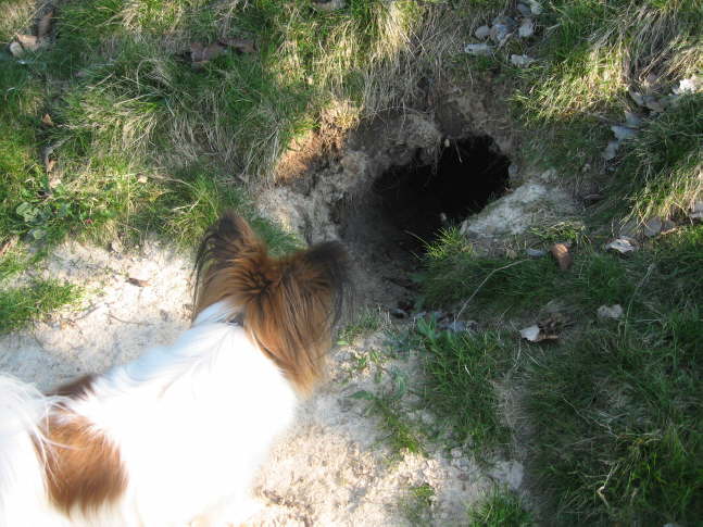 Ob da der Osterhase wohnt?