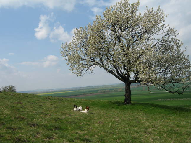 Fr�hling ist toll.