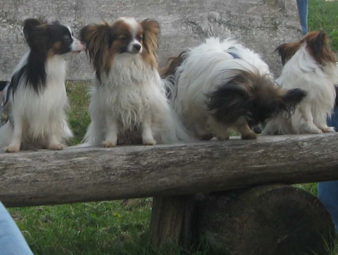 Collin, Alex, Pelle und Alina