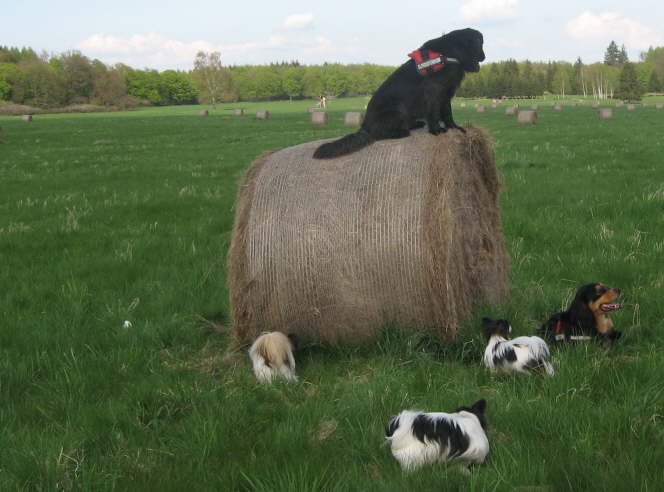 und standen meist �ber den Dingen.