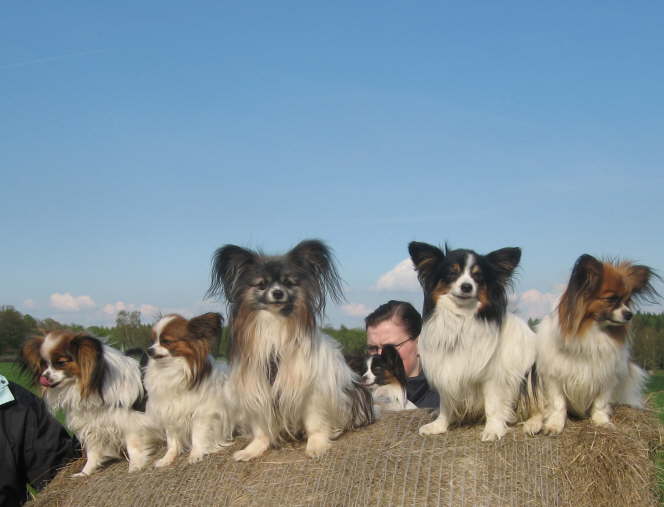 Alex, Alina, Pelle, Collin, Neo, Tilli