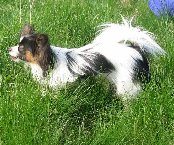 Collin ist der neue Kumpel von Alex