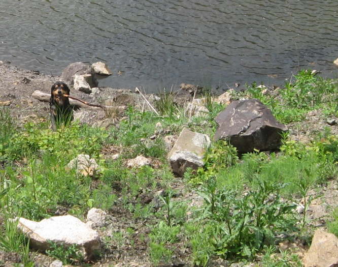 Amy holt das St�ckchen