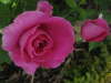 Jardins de Villandry 