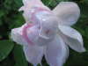 Princess of Wales 
