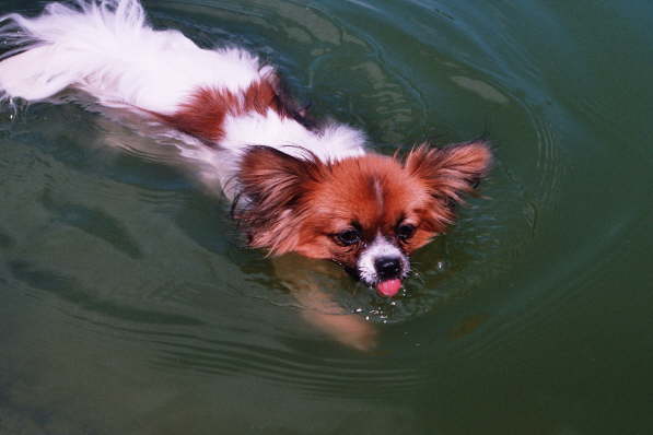 b�h, die Fische sind alle fort