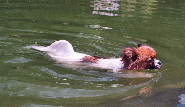 schwimmen ist schon toll