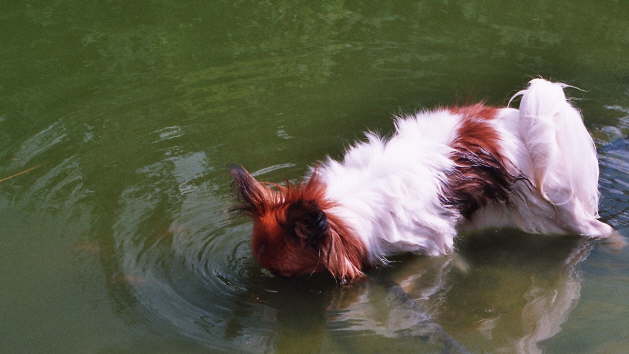 wo sind die Fische hin