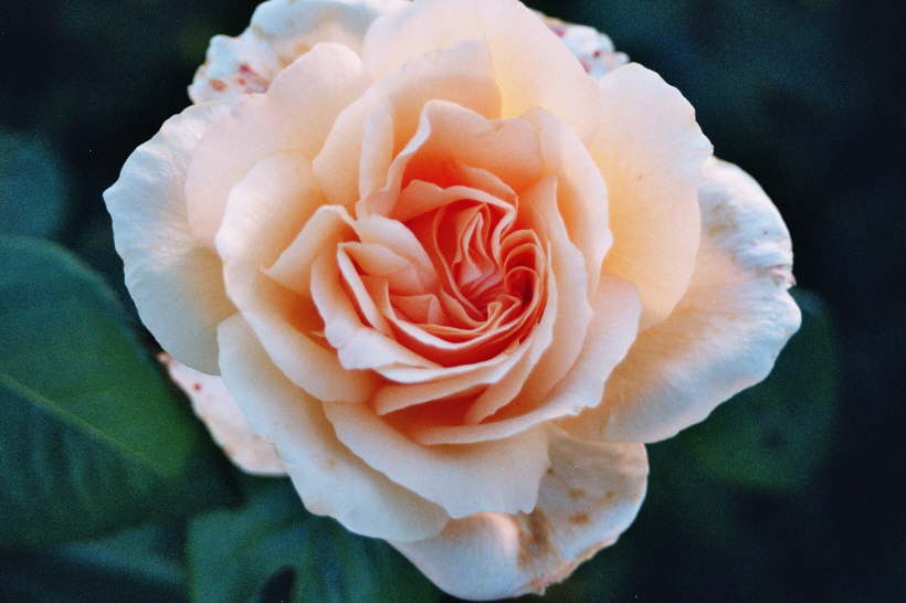 apricot